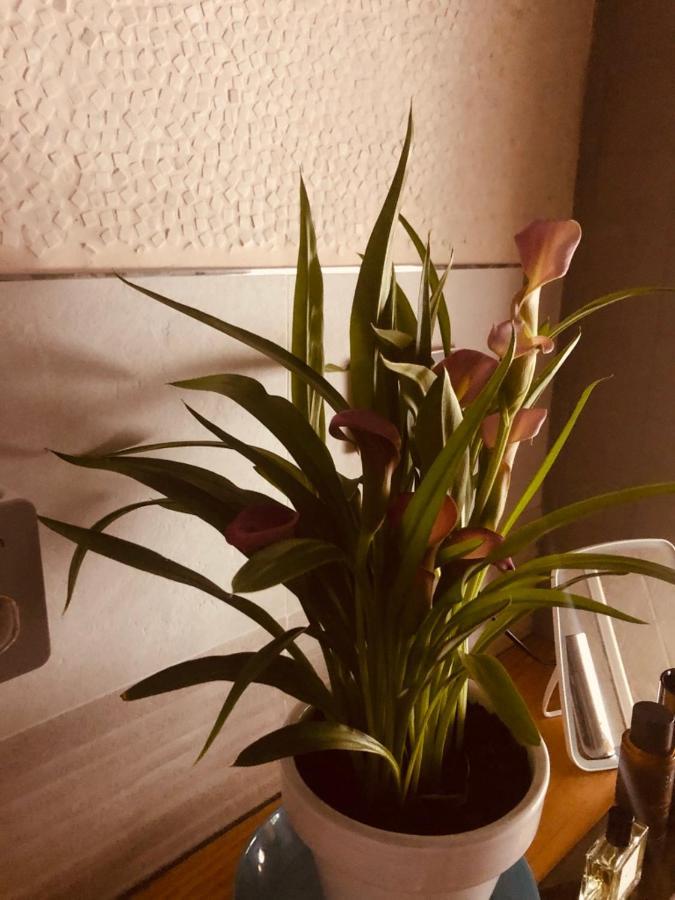 Spazio Amalia-Alojamiento Con Arte Alcalá de los Gazules Eksteriør billede